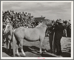 Attendant at Palomino horse auction looking at horse's teeth to determine his age. El Dorado, Texas