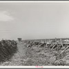 Feeding cows at large dairy. Tom Green County, Texas