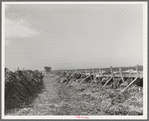 Feeding cows at large dairy. Tom Green County, Texas