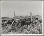 Cows feeding at large dairy. San Angelo, Texas
