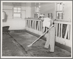 Floor of milking house is swept between each group of cows milked. Large dairy, Tom Green County, Texas