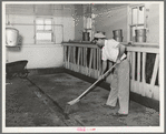 Floor of milking house is swept between each group of cows milked. Large dairy, Tom Green County, Texas