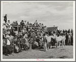 Crowd at horse auction. El Dorado, Texas