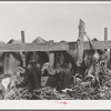 Cows feeding at dairy in Tom Green County, Texas