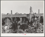 Cows feeding at dairy in Tom Green County, Texas