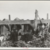 Cows feeding at dairy in Tom Green County, Texas