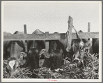 Cows feeding at dairy in Tom Green County, Texas