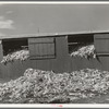 Shed full of corn. Large dairy, San Angelo, Texas