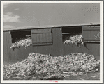 Shed full of corn. Large dairy, San Angelo, Texas