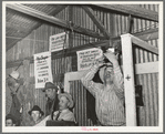Auctioneer at livestock auction at San Angelo, Texas, is removing slip which tells the auctioneer clerk which animal is being sent in for auction