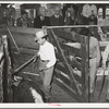 Gate opening into livestock auction ring: one animal has just come into ring, others are being barred with cane. Auction, San Angelo, Texas