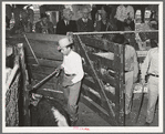 Gate opening into livestock auction ring: one animal has just come into ring, others are being barred with cane. Auction, San Angelo, Texas