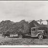 At large dairy in Tom Green County, feed is delivered to a barn, immediately chopped up and blown into a truck for transportation to feeding lot