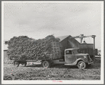 At large dairy in Tom Green County, feed is delivered to a barn, immediately chopped up and blown into a truck for transportation to feeding lot