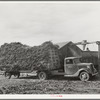 At large dairy in Tom Green County, feed is delivered to a barn, immediately chopped up and blown into a truck for transportation to feeding lot