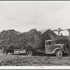 At large dairy in Tom Green County, feed is delivered to a barn, immediately chopped up and blown into a truck for transportation to feeding lot