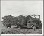 At large dairy in Tom Green County, feed is delivered to a barn, immediately chopped up and blown into a truck for transportation to feeding lot