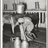 Milk man with vacuum milking equipment at large dairy. Tom Green County, Texas