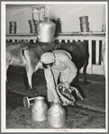 Milk man with vacuum milking equipment at large dairy. Tom Green County, Texas