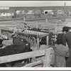 Men looking at cattle in pens. Stockyard, San Angelo, Texas