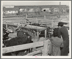 Men looking at cattle in pens. Stockyard, San Angelo, Texas