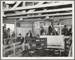 Livestock auction, San Angelo, Texas. Notice that picture includes spectators, auctioneer and livestock