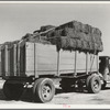 Truckload of hay at livestock auction. San Angelo, Texas