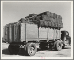 Truckload of hay at livestock auction. San Angelo, Texas
