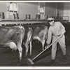 Cleaning up manure in milking shed. Large dairy, Tom Green County, Texas