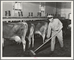 Cleaning up manure in milking shed. Large dairy, Tom Green County, Texas