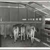 Cows going into burlap bags. Dairy, Tom Green County, Texas