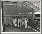 Cows going into burlap bags. Dairy, Tom Green County, Texas