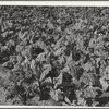 Spinach at truck garden. Tom Green County, near San Angelo, Texas