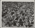 Spinach at truck garden. Tom Green County, near San Angelo, Texas