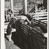 Applying identification stickers to cattle. Auction sale, San Angelo, Texas