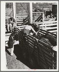 Applying identification stickers to cattle. Auction sale, San Angelo, Texas