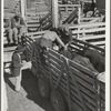 Applying identification stickers to cattle. Auction sale, San Angelo, Texas