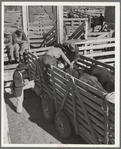 Applying identification stickers to cattle. Auction sale, San Angelo, Texas