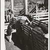 Applying identification stickers to cattle. Auction sale, San Angelo, Texas