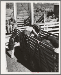 Applying identification stickers to cattle. Auction sale, San Angelo, Texas