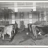 Cows in milking shed waiting for vacuum milker to be attached. Large dairy in Tom Green County, Texas