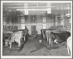 Cows in milking shed waiting for vacuum milker to be attached. Large dairy in Tom Green County, Texas