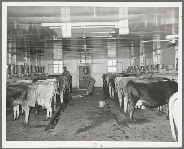 Cows in milking shed waiting for vacuum milker to be attached. Large ...