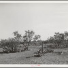 Character of mesquite land before being cleared. Tom Green County, Texas