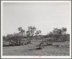 Character of mesquite land before being cleared. Tom Green County, Texas