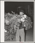 Truck farmer with an armload of turnips at early morning market. San Angelo, Texas