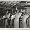 Heads of deer shot by hunters. Mason, Texas