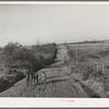 Children of Pomp Hall, Negro tenant farmer, climbing hill on country road on their way to school. Creek County, Oklahoma