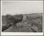 Children of Pomp Hall, Negro tenant farmer, climbing hill on country road on their way to school. Creek County, Oklahoma