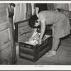 Daughter of Pomp Hall, Negro tenant farmer, looking through trunk of clothing. Creek County, Oklahoma